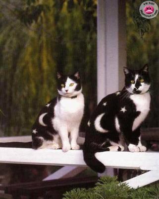 oooooo il son mignon lé chats tou décoré!!!